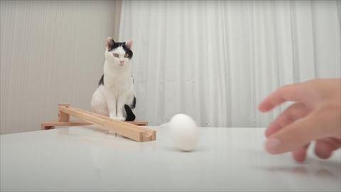 転がる卵を見る猫