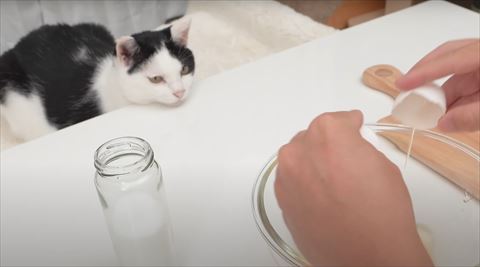 テーブルにアゴのせてる猫