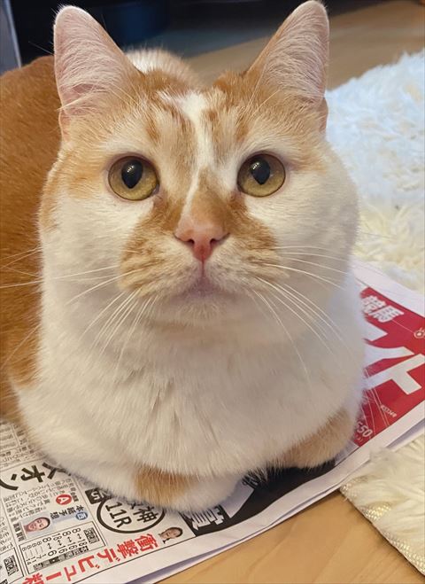 猫ちゃん正面