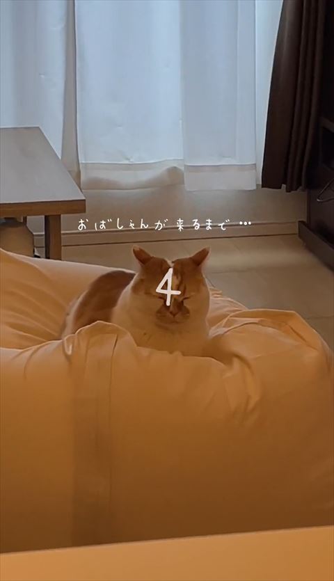 目をつぶってる猫