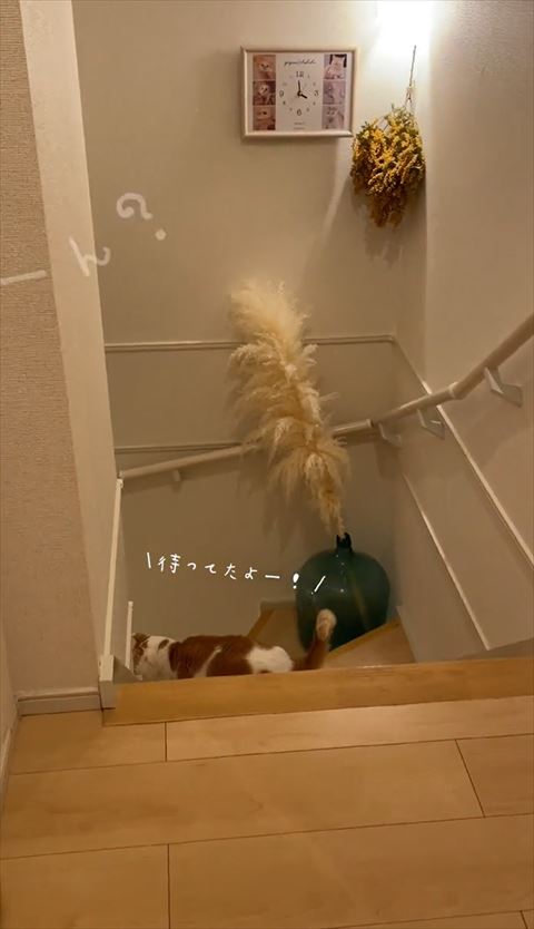 階段からのぞく猫