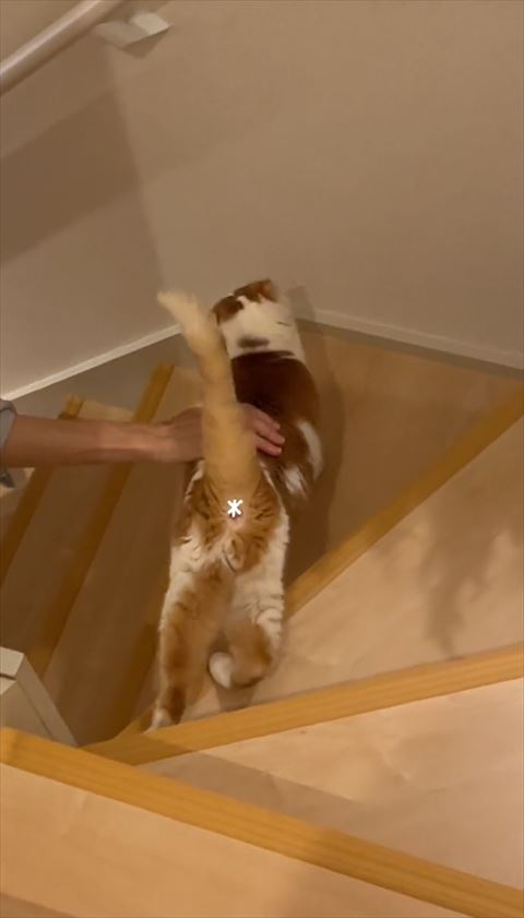 背中なでられてる