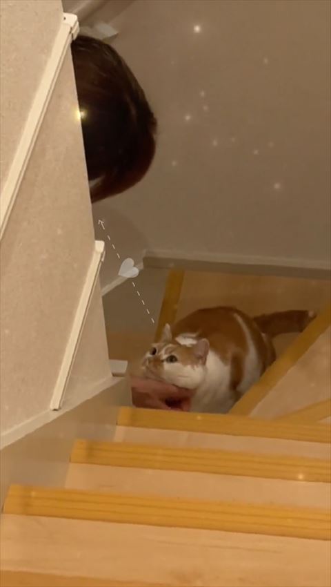 おばさんと見つめ合う猫