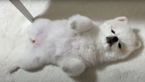 カーペットでヘソ天