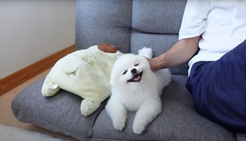 頭をなでられて幸せそうなワンコ