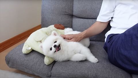 舌をだしてごろん