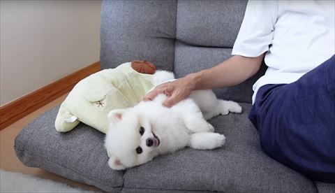 ぬいぐるみに寝そべるワンコ