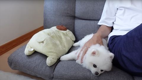 飼い主にくっつくワンコ