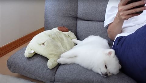 寝そうなワンコ