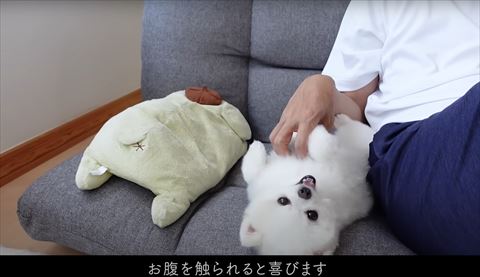 お腹をなでられるワンコ