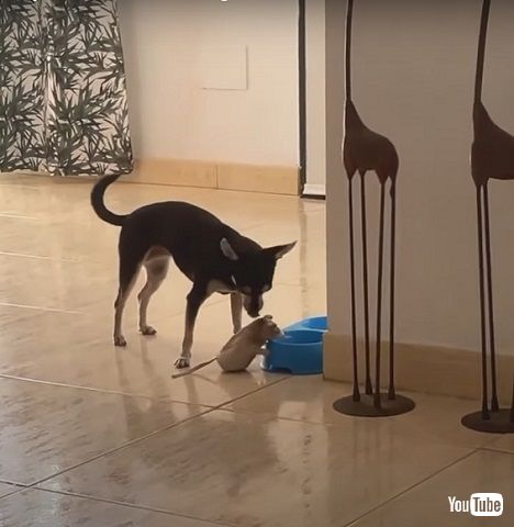 犬とぬいぐるみ