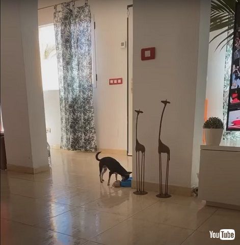 犬とぬいぐるみ