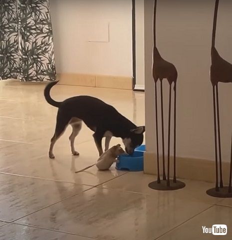 犬とぬいぐるみ