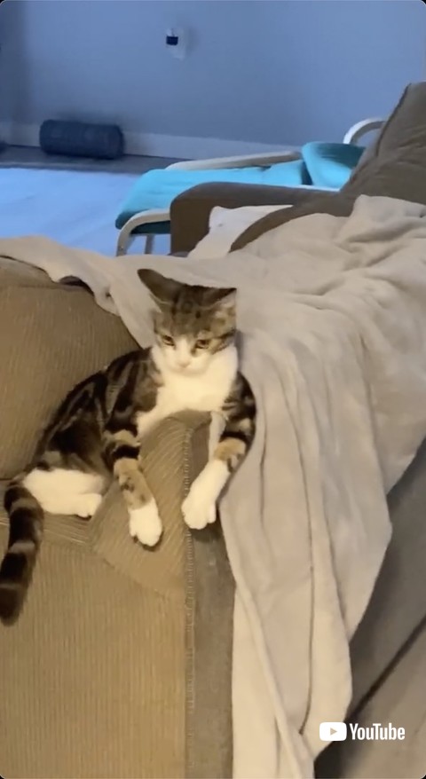 不思議そうな顔をする猫