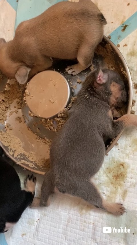 食事する子犬と眠る子犬