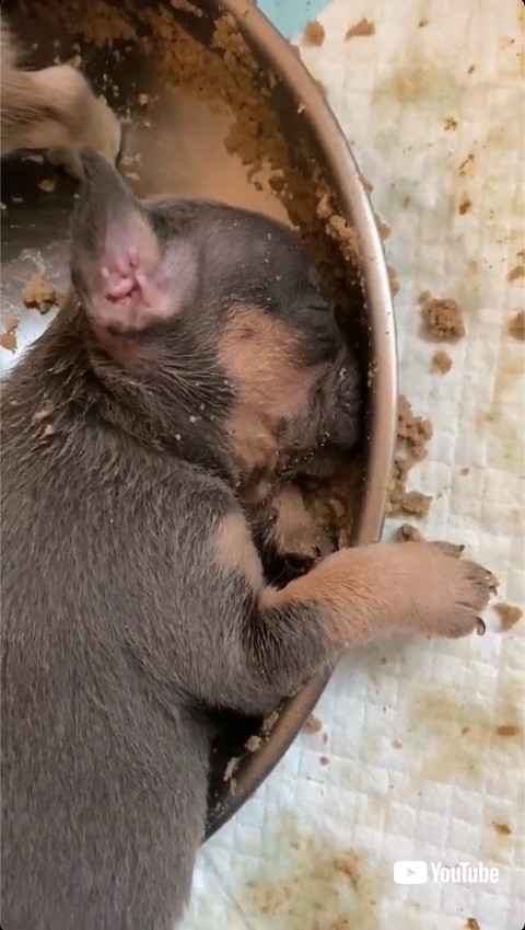 眠る子犬の拡大