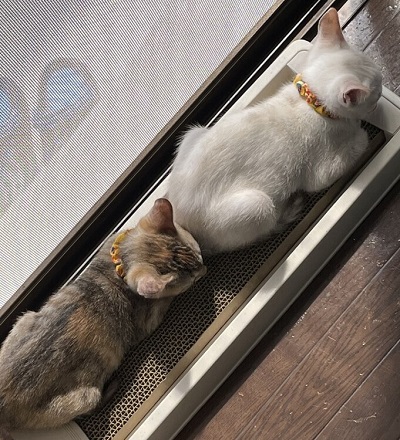 ペット手帳 ベストショット