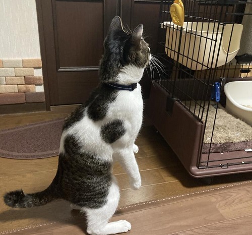 ペット手帳 ベストショット