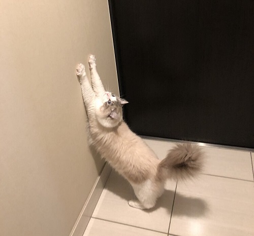 ペット手帳 ベストショット