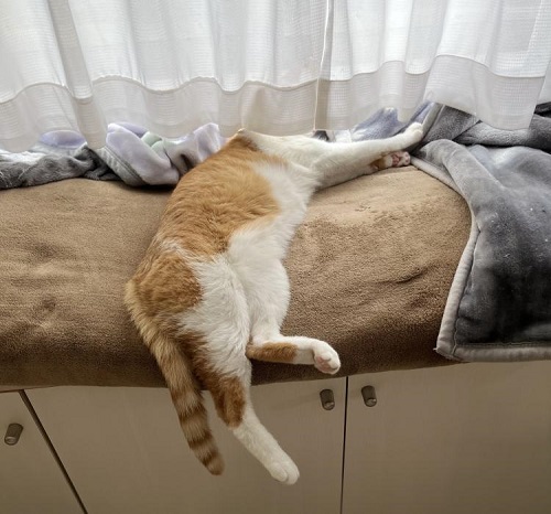 ペット手帳 ベストショット