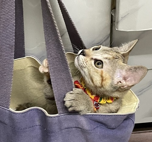 ペット手帳 ベストショット