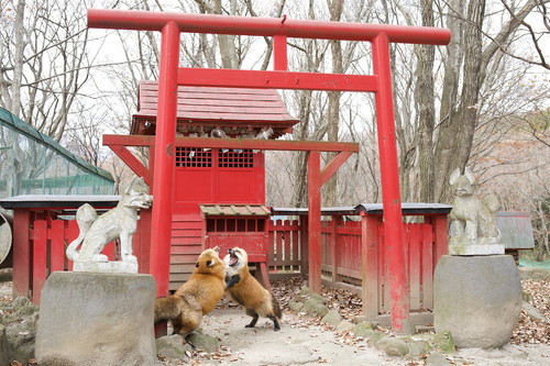 鳥居とキツネ