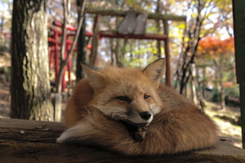 鳥居前のもふもふ