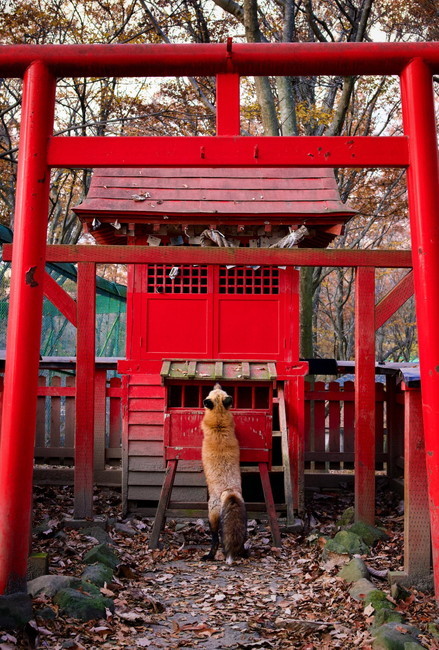 お参りするキツネ