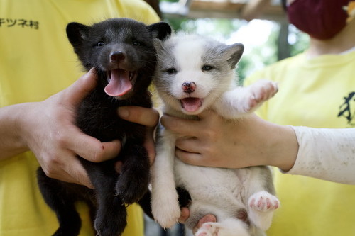 赤ちゃんキツネ