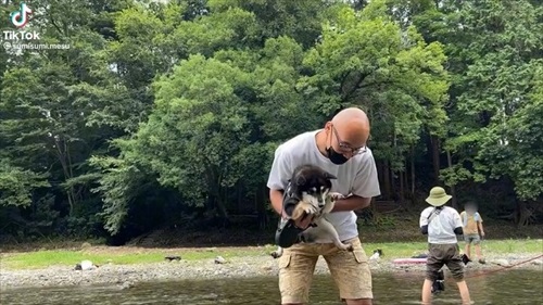 川遊びをする柴犬
