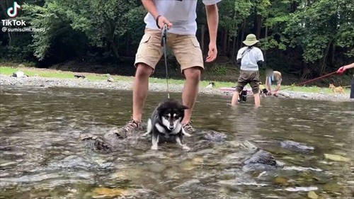 川におろされた柴犬