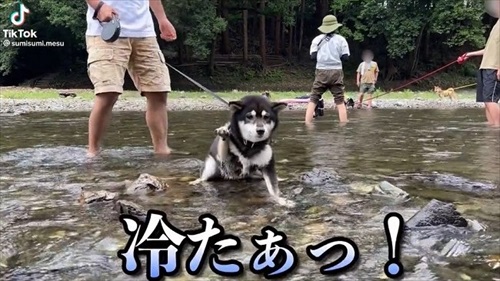 右前足を持ち上げた柴犬