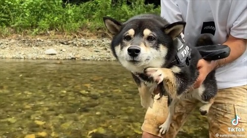 エア水かきする柴犬