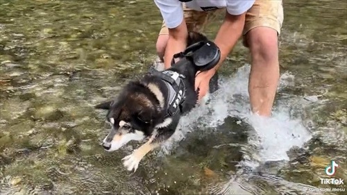 バタバタする柴犬