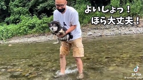 抱っこされる柴犬