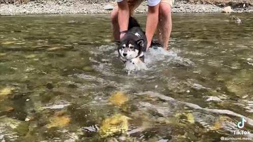 川に置かれた柴犬