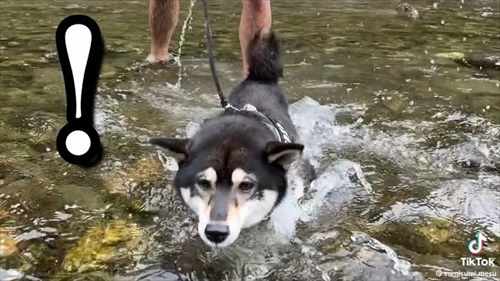 カメラに一直線の柴犬
