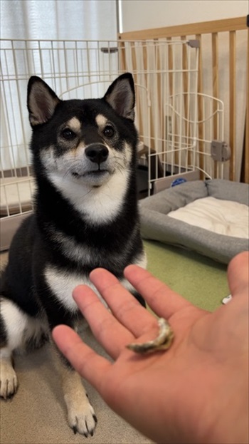 川遊びをする柴犬