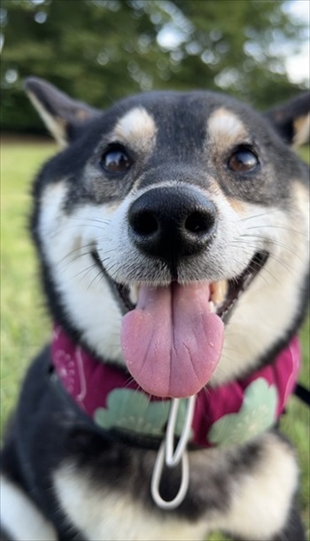 川遊びをする柴犬