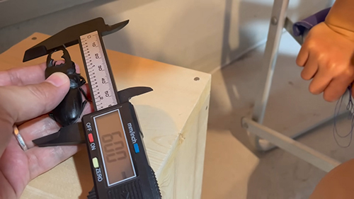 デジタルノギスでサイズ測定2匹目