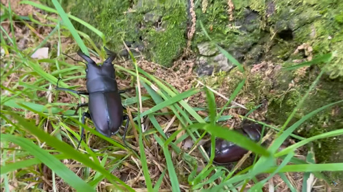 ノコギリクワガタリリース