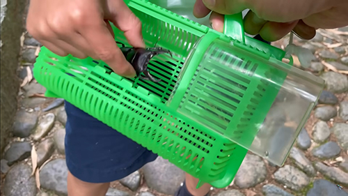 ヒラタクワガタを虫かごに入れるところ