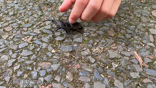 道を歩いているヒラタクワガタ