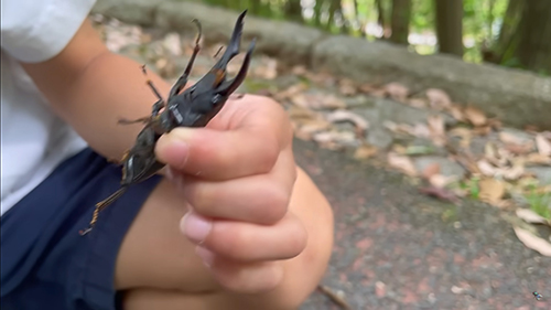 道を歩いているヒラタクワガタ捕獲