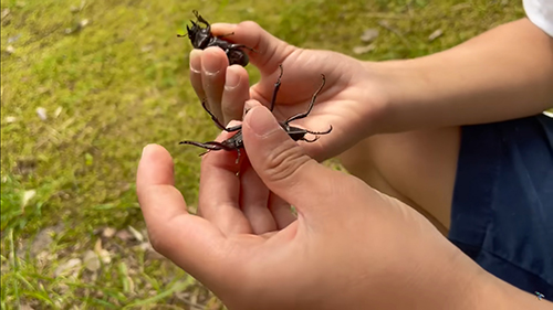 1回目のノコギリクワガタ