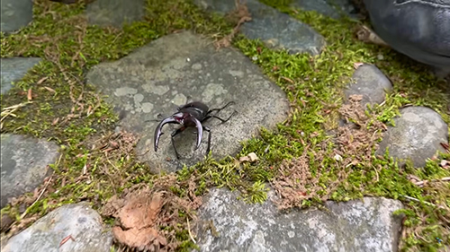 2回目のノコギリクワガタオス