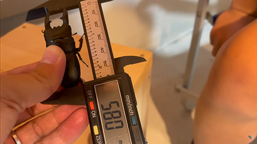 デジタルノギスでサイズ測定1匹目
