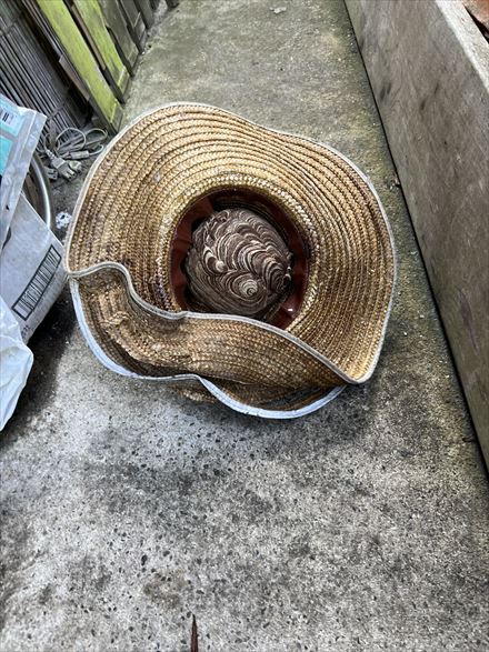麦わら帽子を放置した際のリスク