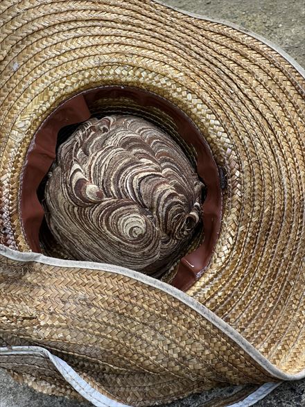 麦わら帽子を放置した際のリスク