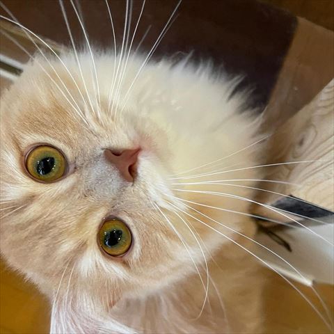 上を見上げる猫